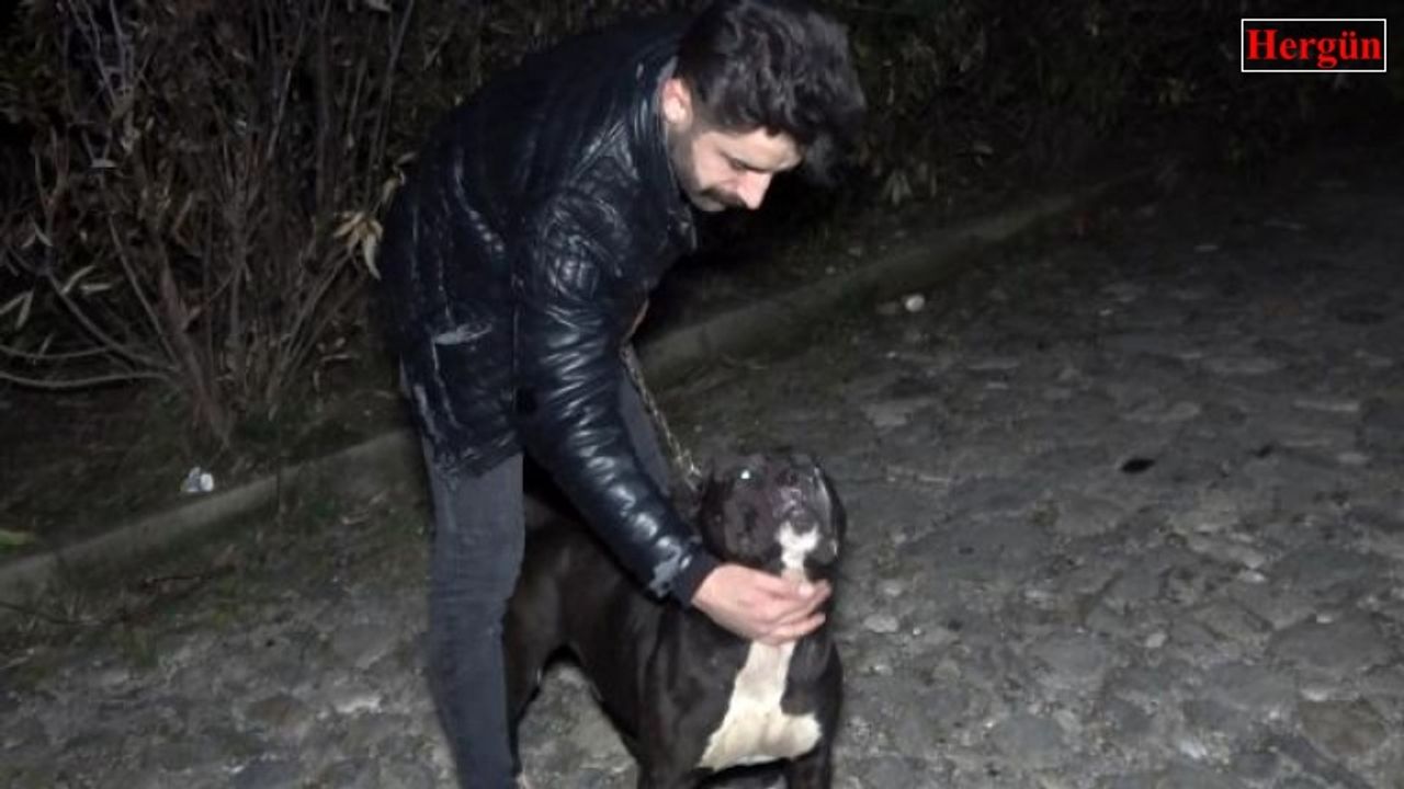 Tacizciyi köpek yakaladı halk linç etti!