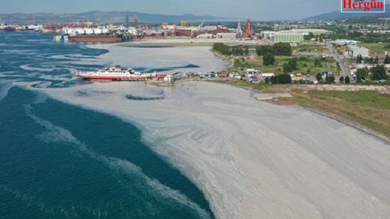 TBMM'de deniz salyasına araştırma komisyonu kurulacak