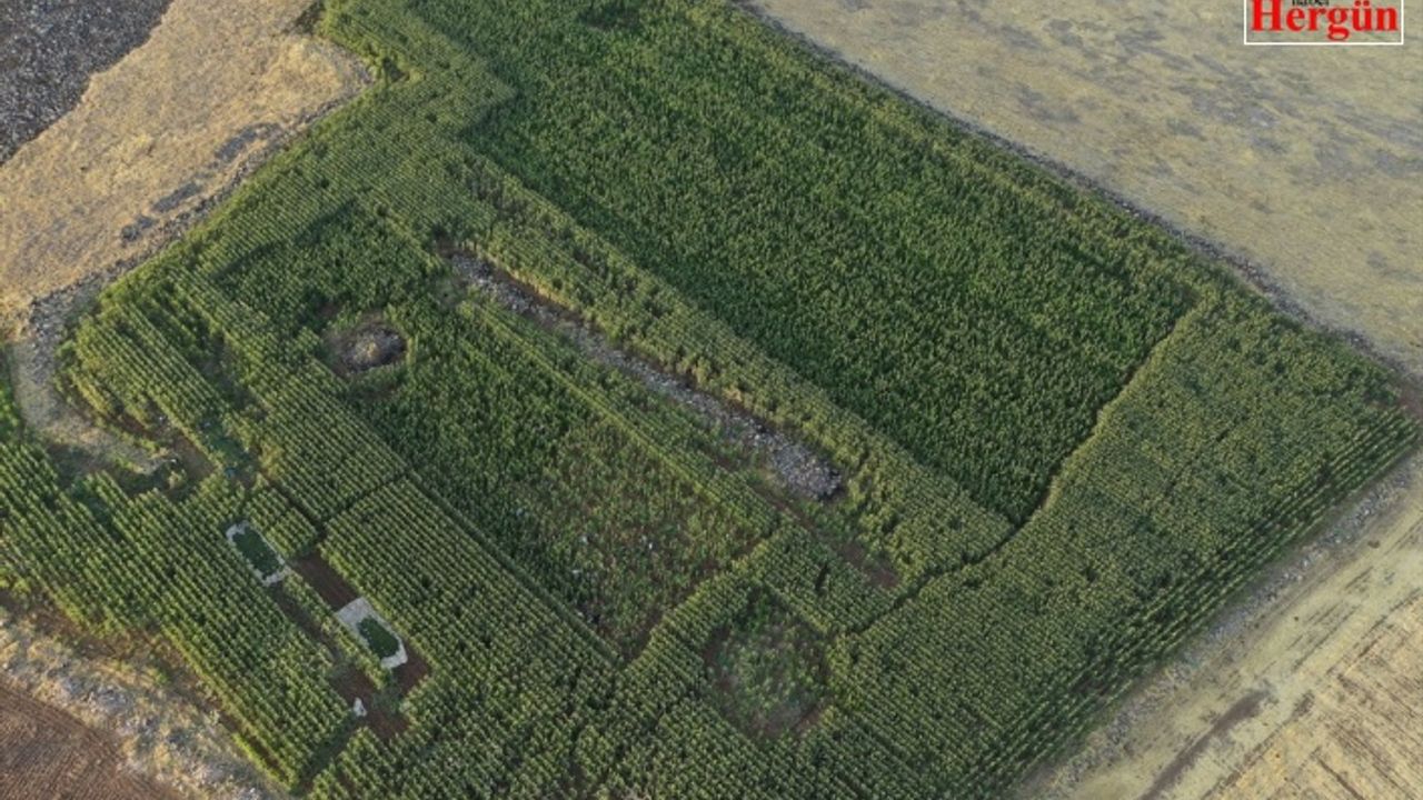 Şanlıurfa'da Devletin Parasıyla Uyuşturucu Ekimi