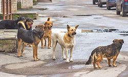Başıboş sokak köpekleri için "barınak" önerisi