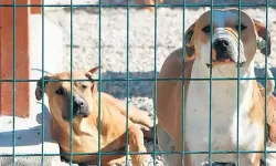 AKP'nin sahipsiz sokak hayvanlarıyla ilgili yeni yasa taslağı hazır