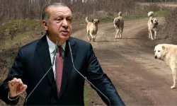 Cumhurbaşkanı Erdoğan’dan sokak köpekleri konusunda hızlı çözüm talimatı