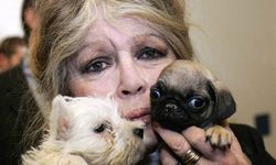 Brigitte Bardot'tan Cumhurbaşkanına 'sokak köpekleri' çağrısı