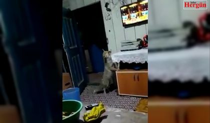 Aç kalınca köye dadanan tilki evlere kadar girip, ikram edilen yiyecekleri yiyor