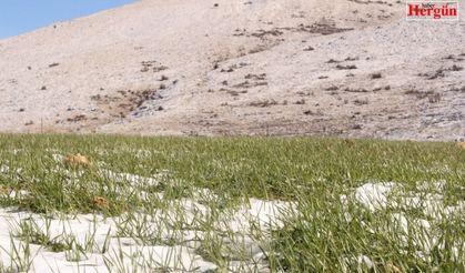 Büyükşehirin Elmalı ve Korkuteli’deki ata tohumları çimlendi
