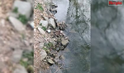 Nesli tükenmekte olan su samurları balık avlarken görüldü