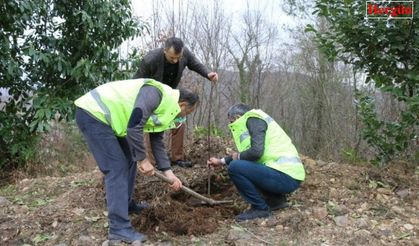 Ordu’da 1300 taflan ve ıhlamur fidanı toprakla buluştu
