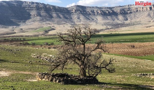 Mardin’de köylüler, 250 yıllık meşe ağacının koruma altına alınmasını istiyor
