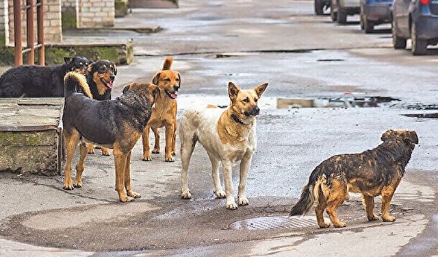 Sokak köpekleri yasa teklifi tamamlandı