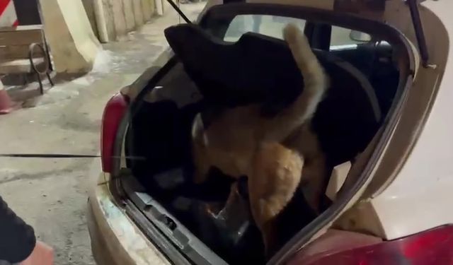 Narkotik köpeği Hera, Erzurum'da uyuşturucu tacirlerine geçit vermiyor