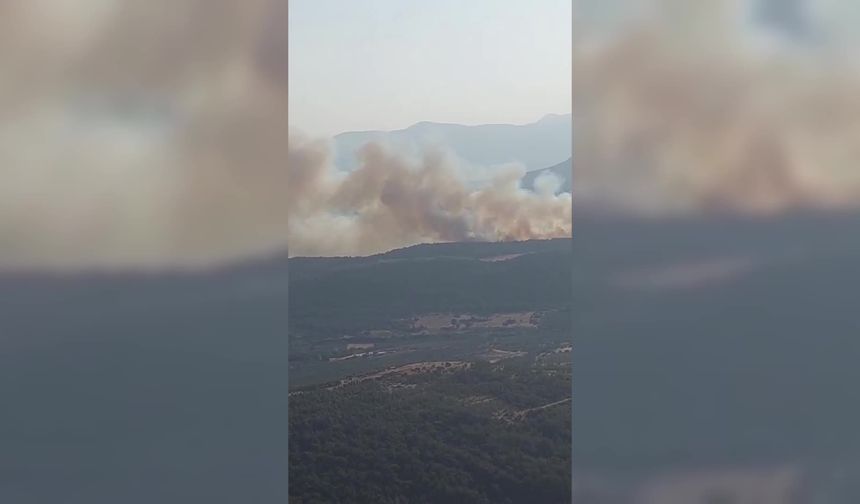 Manisa’nın Kırkağaç ilçesinde orman yangını